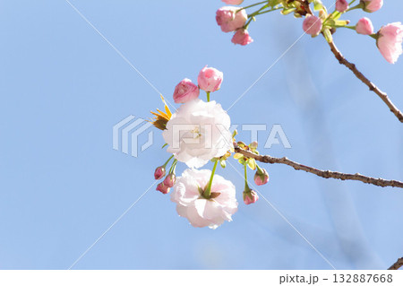 桜の花【品種：一葉】 132887668