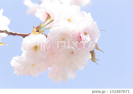 桜の花【品種:一葉】 桜の花【品種:一葉】 132887671