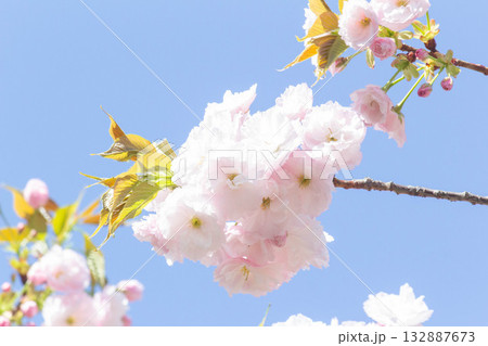 桜の花【品種：一葉】 132887673