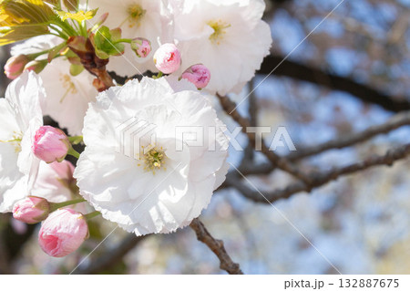 桜の花【品種：一葉】 132887675