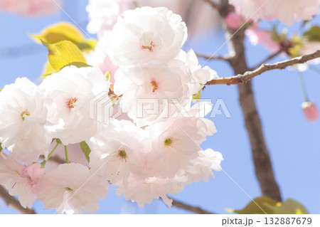 桜の花【品種:一葉】 桜の花【品種:一葉】 132887679