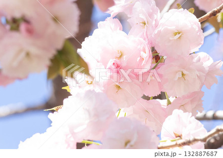 桜の花【品種:一葉】 桜の花【品種:一葉】 132887687