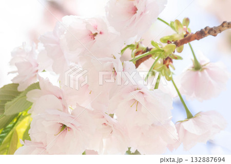 桜の花【品種：一葉】 132887694