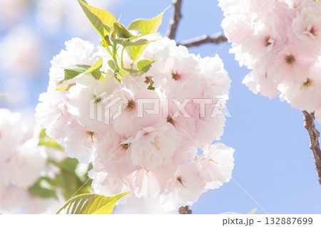 桜の花【品種:一葉】 桜の花【品種:一葉】 132887699