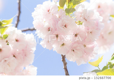 桜の花【品種：一葉】 132887700