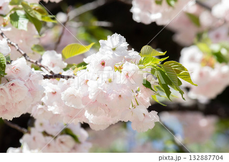 桜の花【品種:一葉】 桜の花【品種:一葉】 132887704
