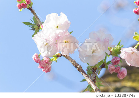 桜の花【品種：福禄寿】 132887748