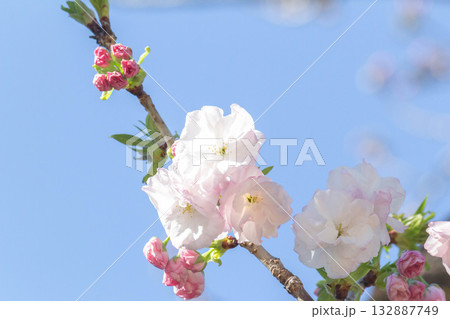 桜の花【品種:福禄寿】 桜の花【品種:福禄寿】 132887749
