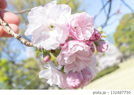 桜の花【品種:福禄寿】 桜の花【品種:福禄寿】 132887750