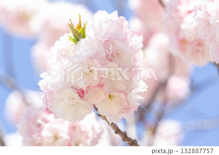 桜の花【品種：福禄寿】 132887757