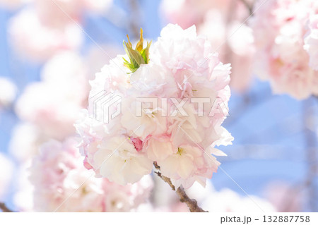 桜の花【品種:福禄寿】 桜の花【品種:福禄寿】 132887758