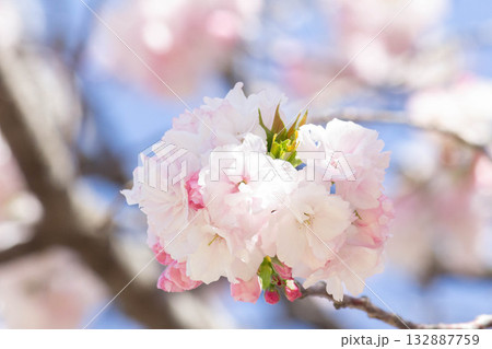 桜の花【品種:福禄寿】 桜の花【品種:福禄寿】 132887759