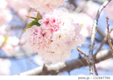 桜の花【品種:福禄寿】 桜の花【品種:福禄寿】 132887760