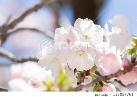 桜の花【品種：福禄寿】 132887761