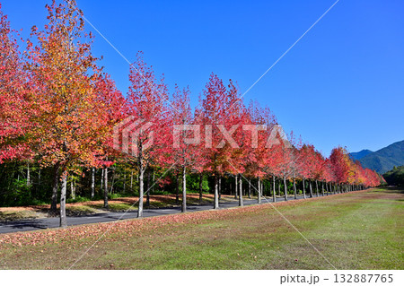 兵庫県西脇市のモミジバフウ並木 132887765