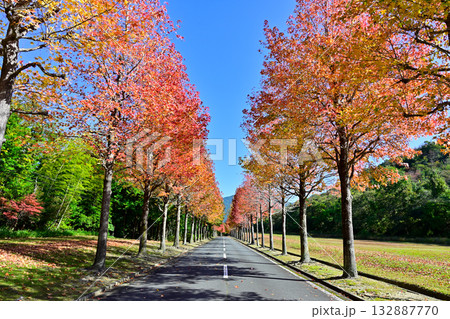 兵庫県西脇市のモミジバフウ並木 132887770
