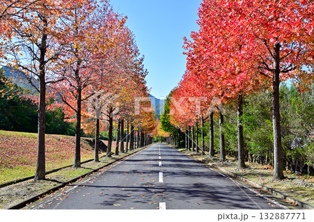 兵庫県西脇市のモミジバフウ並木 兵庫県西脇市のモミジバフウ並木 132887771