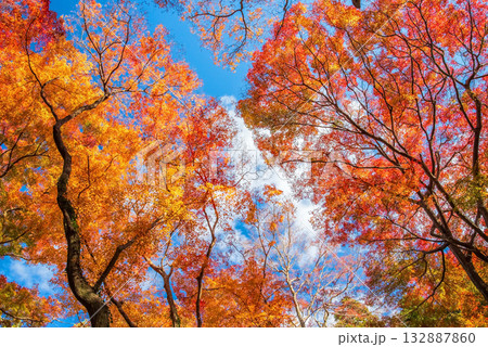 宮妻峡もみじ谷の紅葉《三重県 四日市市 水沢町》 132887860