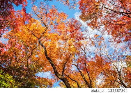 宮妻峡もみじ谷の紅葉《三重県 四日市市 水沢町》 132887864
