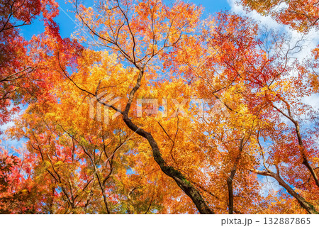 宮妻峡もみじ谷の紅葉《三重県 四日市市 水沢町》 宮妻峡もみじ谷の紅葉《三重県 四日市市 水沢町》 132887865