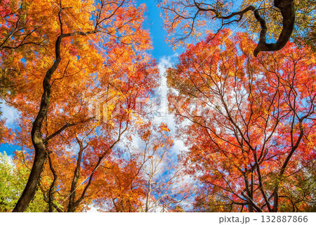 宮妻峡もみじ谷の紅葉《三重県 四日市市 水沢町》 宮妻峡もみじ谷の紅葉《三重県 四日市市 水沢町》 132887866