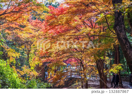 宮妻峡もみじ谷の紅葉《三重県 四日市市 水沢町》 宮妻峡もみじ谷の紅葉《三重県 四日市市 水沢町》 132887867
