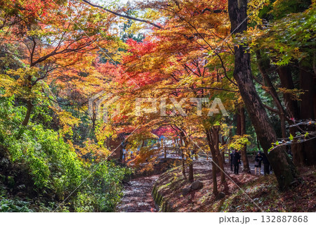 宮妻峡もみじ谷の紅葉《三重県 四日市市 水沢町》 宮妻峡もみじ谷の紅葉《三重県 四日市市 水沢町》 132887868