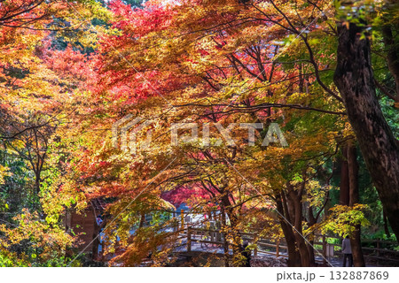 宮妻峡もみじ谷の紅葉《三重県 四日市市 水沢町》 宮妻峡もみじ谷の紅葉《三重県 四日市市 水沢町》 132887869