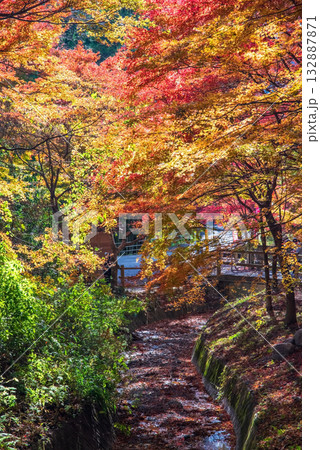 宮妻峡もみじ谷の紅葉《三重県 四日市市 水沢町》 宮妻峡もみじ谷の紅葉《三重県 四日市市 水沢町》 132887871