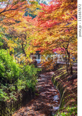 宮妻峡もみじ谷の紅葉《三重県 四日市市 水沢町》 宮妻峡もみじ谷の紅葉《三重県 四日市市 水沢町》 132887872