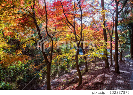 宮妻峡もみじ谷の紅葉《三重県 四日市市 水沢町》 宮妻峡もみじ谷の紅葉《三重県 四日市市 水沢町》 132887873