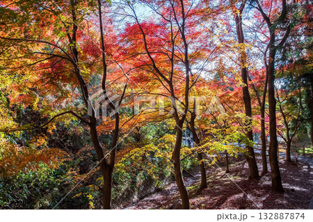 宮妻峡もみじ谷の紅葉《三重県 四日市市 水沢町》 132887874