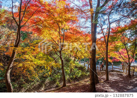 宮妻峡もみじ谷の紅葉《三重県 四日市市 水沢町》 宮妻峡もみじ谷の紅葉《三重県 四日市市 水沢町》 132887875