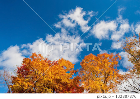 宮妻峡もみじ谷の紅葉《三重県 四日市市 水沢町》 132887876