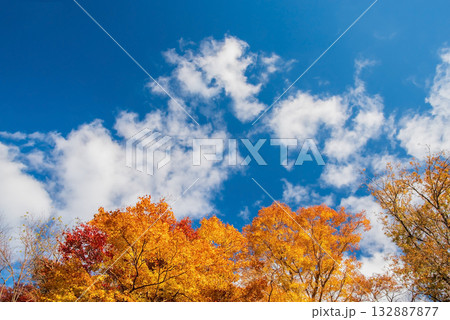 宮妻峡もみじ谷の紅葉《三重県 四日市市 水沢町》 宮妻峡もみじ谷の紅葉《三重県 四日市市 水沢町》 132887877