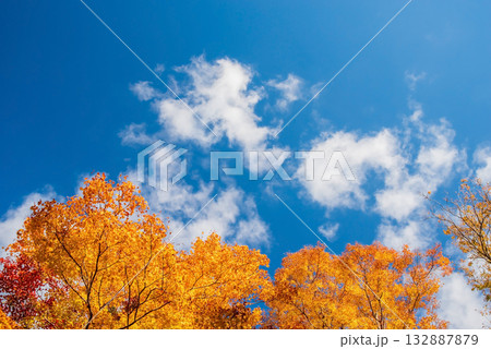 宮妻峡もみじ谷の紅葉《三重県 四日市市 水沢町》 宮妻峡もみじ谷の紅葉《三重県 四日市市 水沢町》 132887879