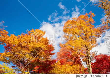 宮妻峡もみじ谷の紅葉《三重県 四日市市 水沢町》 宮妻峡もみじ谷の紅葉《三重県 四日市市 水沢町》 132887881