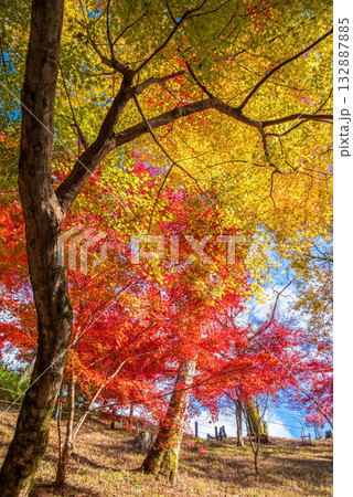 宮妻峡もみじ谷の紅葉《三重県 四日市市 水沢町》 宮妻峡もみじ谷の紅葉《三重県 四日市市 水沢町》 132887885