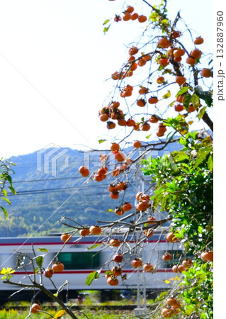 名鉄電車と色づいた富有柿 名鉄電車と色づいた富有柿 132887960