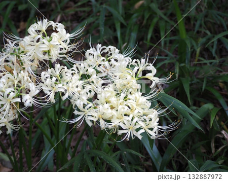 彼岸花 彼岸花 132887972