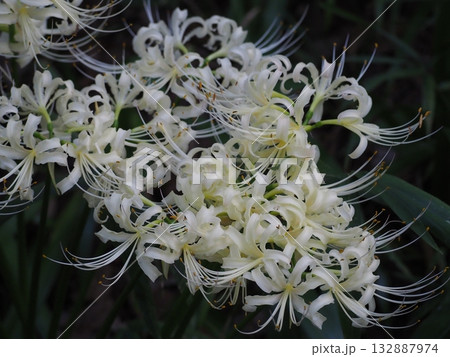 彼岸花 彼岸花 132887974