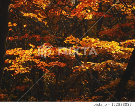 森の奥まで続く紅葉(20251108084345) 森の奥まで続く紅葉(20251108084345) 132888055
