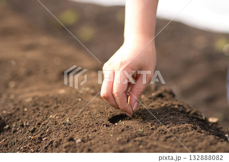 畑に野菜の種を蒔く若い女性 畑に野菜の種を蒔く若い女性 132888082