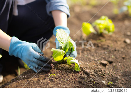 畑に野菜の苗を植える若い女性 畑に野菜の苗を植える若い女性 132888083