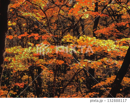 森の奥まで続く紅葉（afr20251108084345） 132888117