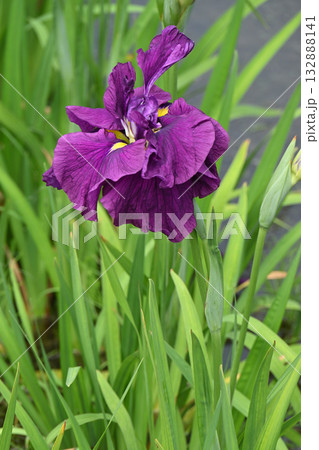 日本海・花菖蒲 132888141