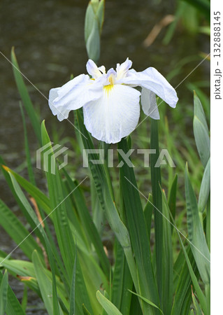 涼夕・花菖蒲 涼夕・花菖蒲 132888145