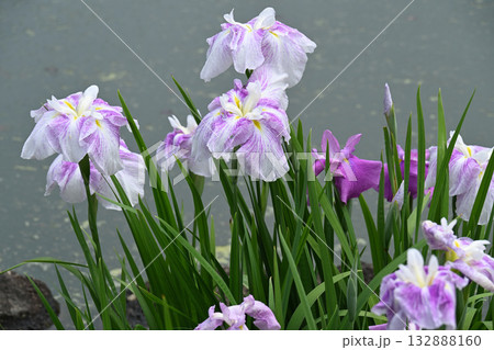 乙女・花菖蒲 132888160