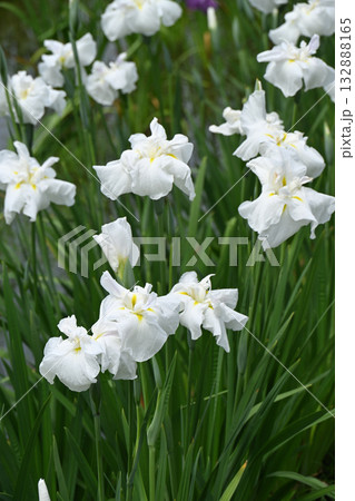 花菖蒲・水無月園 花菖蒲・水無月園 132888165