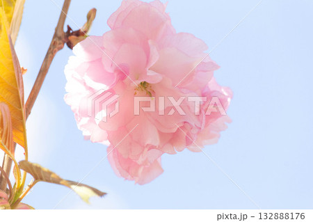 桜の花【品種:関山】 桜の花【品種:関山】 132888176